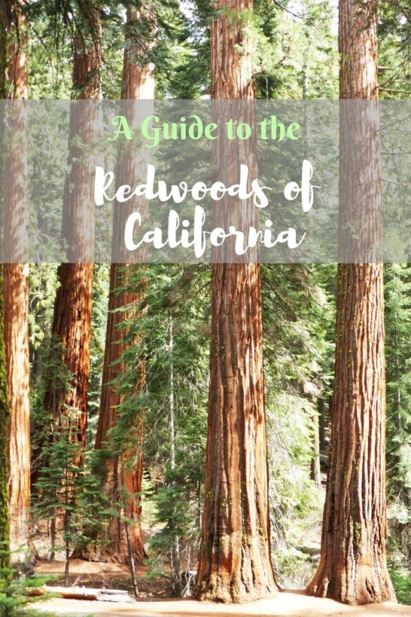 A Guide to the Redwoods of California » The Awkward Tourist